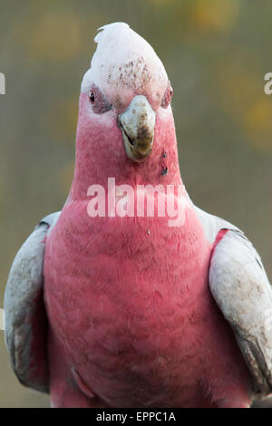 Galah (Eolophus roseicapilla) headshot Foto Stock