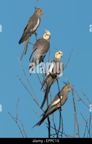 Gruppo di Cockatiels (Nymphicus hollandicus) nella parte superiore di un albero Foto Stock