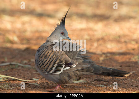 Crested Pigeon (Ocyphaps lophotes) Foto Stock