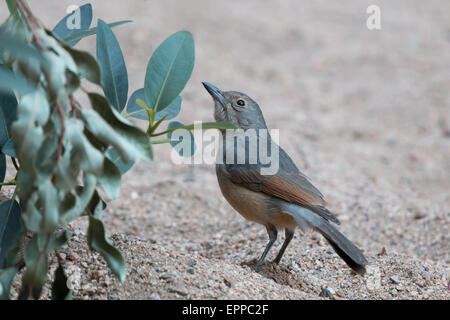 Grigio (Shrike-Thrush Colluricincla armonica) Foto Stock