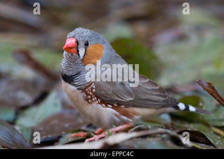 Maschio di Zebra Finch (Taeniopygia guttata) Foto Stock