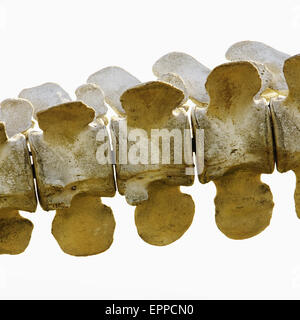 In prossimità di ossa di un 85-piede-blu lungo lo scheletro di balena. Foto Stock