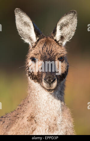 Grigio occidentale Canguro (Macropus fuliginosus) Foto Stock