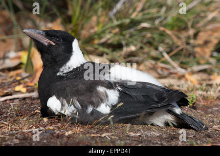 I capretti Australian Gazza (Gymnorhina tibicen) bagni di sole Foto Stock