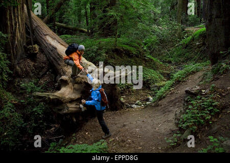 Giovane escursioni nelle foreste di sequoia di Big Sur. Foto Stock