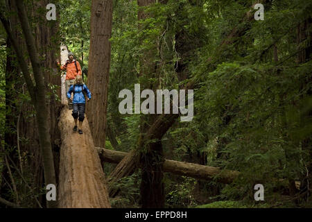 Giovane escursioni nelle foreste di sequoia di Big Sur. Foto Stock