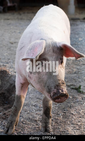 Funny giovane rosa suino intero in piedi a tutta lunghezza sulla fattoria degli animali sfondo Foto Stock