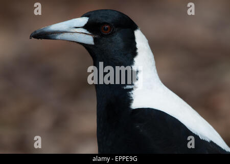 Australian Gazza (Gymnorhina tibicen) headshot Foto Stock