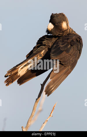 Carnaby's Black Cockatoo (Calyptorhynchus latirostris) Foto Stock