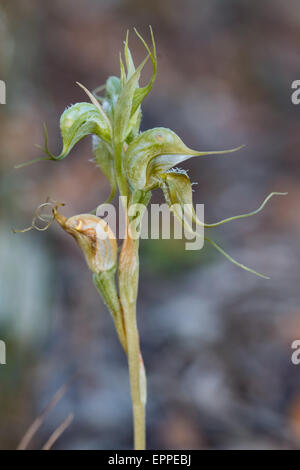 Hairy Rufous Greenhood Orchidea (Pterostylis ciliato) Foto Stock