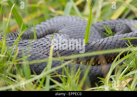 Tiger Snake (Notechis scutatus) crogiolarsi in erba lunga Foto Stock