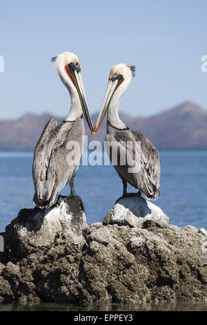 Brown pellicani (Pelecanus occidentalis) su Isla Pitahaya, Mare di Cortez, Baja California, Messico. Foto Stock