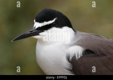 Colpo di testa di un imbrigliati Tern (Onychoprion anaethetus) Foto Stock