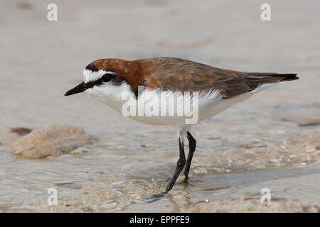 Red-capped Plover (Charadrius ruficapillus) Foto Stock