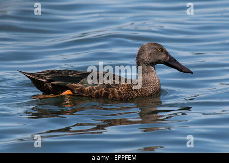 Australasian mestolone (Anas rhynchotis) Foto Stock