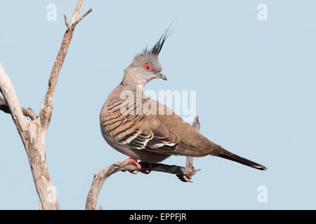 Crested Pigeon (Ocyphaps lophotes) Foto Stock