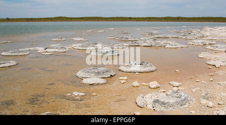 Stromatolites al Lago Thetis, Cervantes Foto Stock