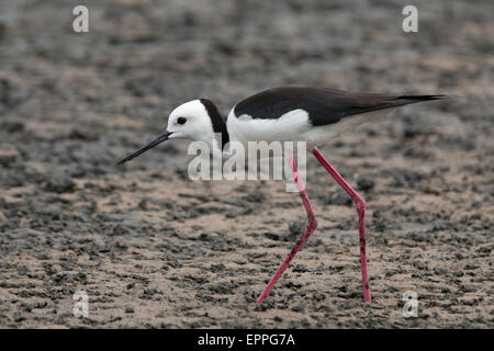 Pied Stilt (Himantopus himantopus leucocephalus) Foto Stock