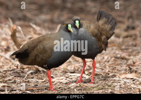 Coppia di nero-tailed Nativehen (Tribonyx mortierii) Foto Stock