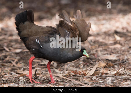 Nero-tailed Nativehen (Tribonyx mortierii) visualizzazione con ali sollevato Foto Stock