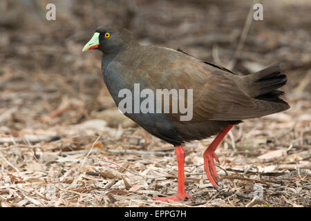 Nero-tailed Nativehen (Tribonyx mortierii) Foto Stock