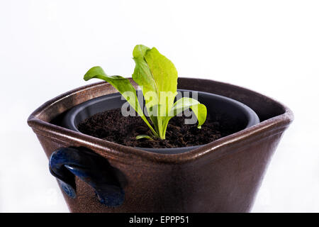 Pianta di lattuga in una pentola, qualcosa di piccolo crescere grande e nuovo verde piccola crescita debole iniziare iniziare ritaglio sfondo bianco sfondo exp Foto Stock