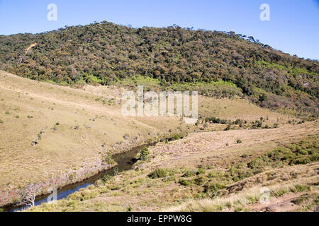 Praterie montane e cloud forest ambiente Horton Plains national park, Sri Lanka, Asia Foto Stock