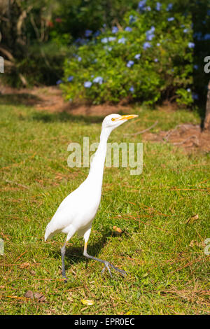 Florida , Del Ray Beach , Morikami Museum & Park , Roji-En , Giardini Giapponesi di gocce di rugiada airone bianco camminare sull'erba Foto Stock