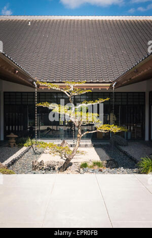 Florida , Del Ray Beach , Morikami Museum & Park , Roji-En , Giardini Giapponesi di gocce di rugiada cortile gigantesco albero di bonsai Foto Stock