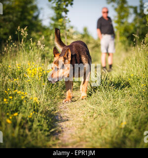 Bellissimo pastore tedesco cane (alsaziano) per esterni Foto Stock