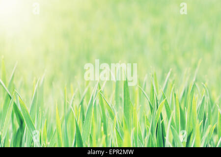 Campo di grano in raggi solari. Esperienza nel settore agricolo. Foto Stock