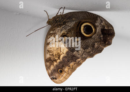 Foresta di Gufo gigante (Caligo eurilochus) sono ' appollaiati sul soffitto di un edificio Foto Stock