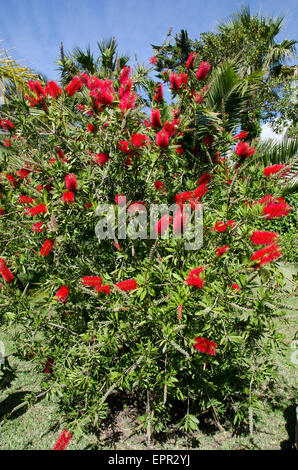 Una bottiglia grande pennello bush nel pieno fiore Foto Stock