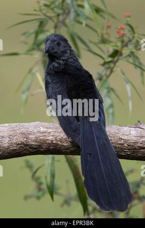 Scanalatura fatturati Ani (Crotophaga sulcirostris) Foto Stock