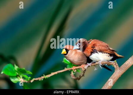 Piccolo songbird su un ramo (Amadina) Foto Stock