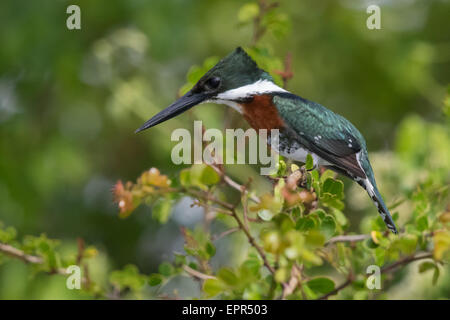 Verde maschio Kingfisher (Chloroceryle americana) Foto Stock