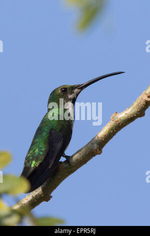 Verde femmina-breasted Mango (Anthracothorax prevostii) Foto Stock