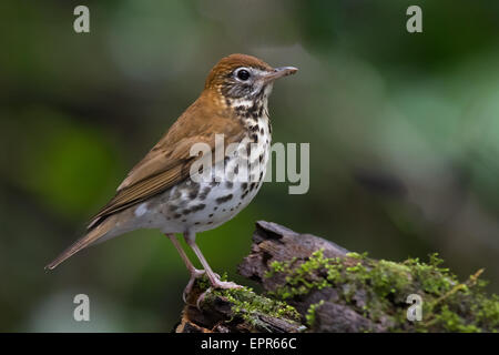 Legno Tordo (Hylocichla mustelina) arroccato su un muschio-coperto ceppo di albero Foto Stock