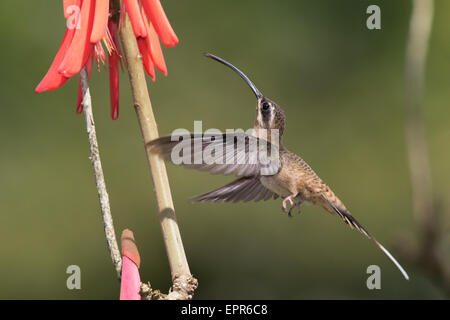 A lungo fatturati eremita (Phaethornis longirostris) alimentazione da un fiore Foto Stock