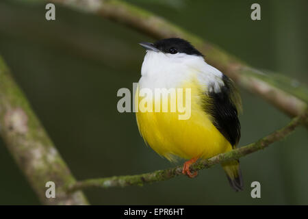 Bianco maschio-collare (Manakin Manacus candei) Foto Stock