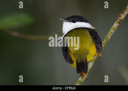 Bianco maschio-collare (Manakin Manacus candei) Foto Stock