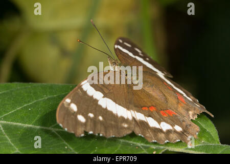 Nastrare Peacock (Anartia fatima) Foto Stock