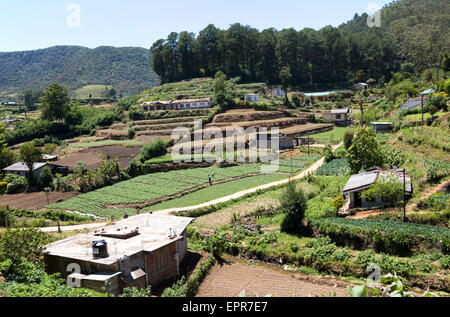 Intensivo di agricoltura di sussistenza nei pressi di Nuwara Eliya, provincia centrale, Sri Lanka, Asia Foto Stock