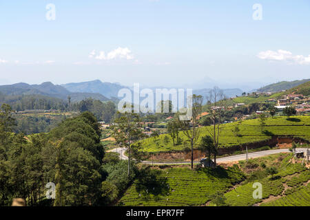 Vista del paesaggio piantagione di tè, Nuwara Eliya, provincia centrale, Sri Lanka, Asia Foto Stock