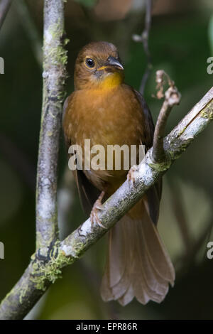 Femmina rosso-throated Ant-tanager (Habia fuscicauda) Foto Stock