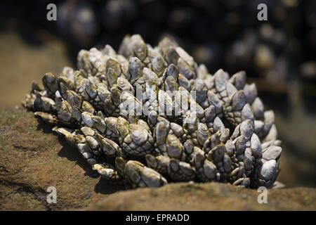 Collo di cigno cirripedi (Pollicipes polymerus), Laguna Beach in California. Foto Stock