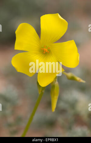 Bermuda Buttercup (Oxalis pes-caprae) Foto Stock