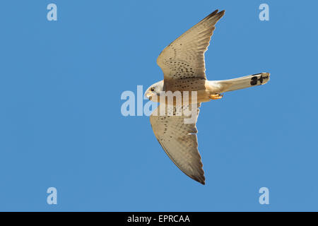 Maschio grillaio (Falco naumanni) in volo Foto Stock