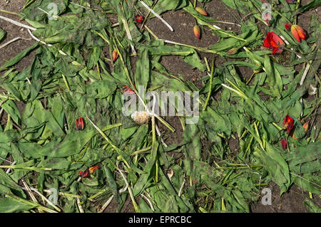 La rotta frantumato sgualcito tulipani rossi giacciono sullo sfondo di terra Foto Stock