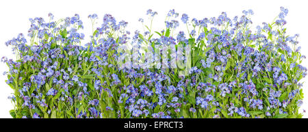 Dimenticare me not blue fiori di primavera grande frontiera. Isolato photo collage Foto Stock